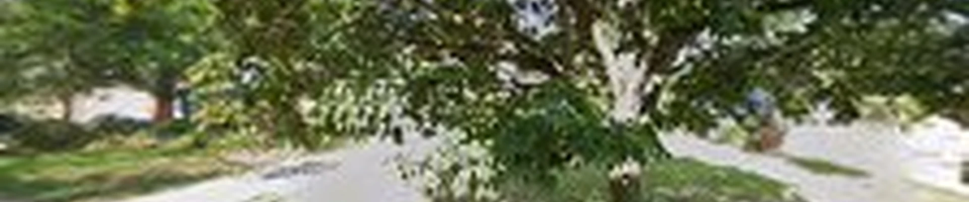 Branch Specialists