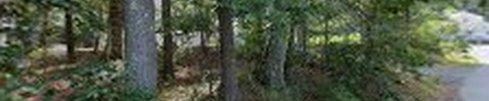Timberwolf Construction corp
