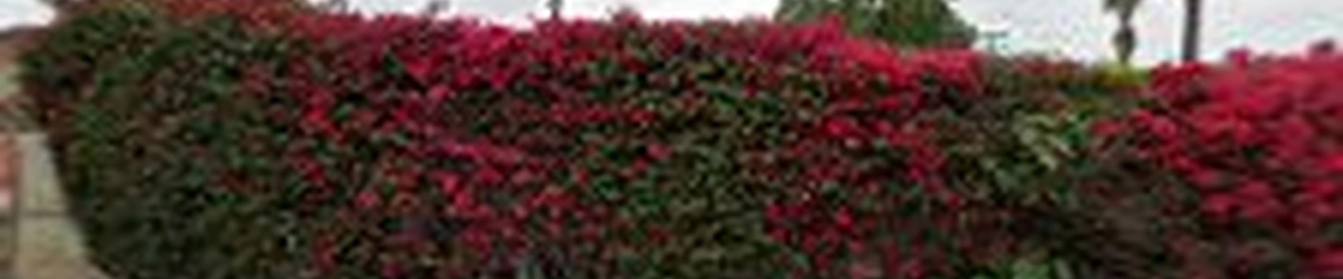 Pacific Coast Landscaping