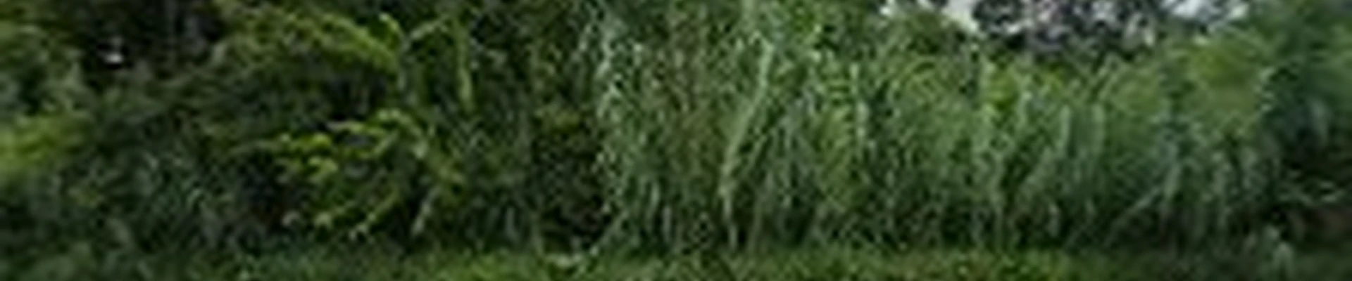 Blalock Landscaping & Drainage, Inc