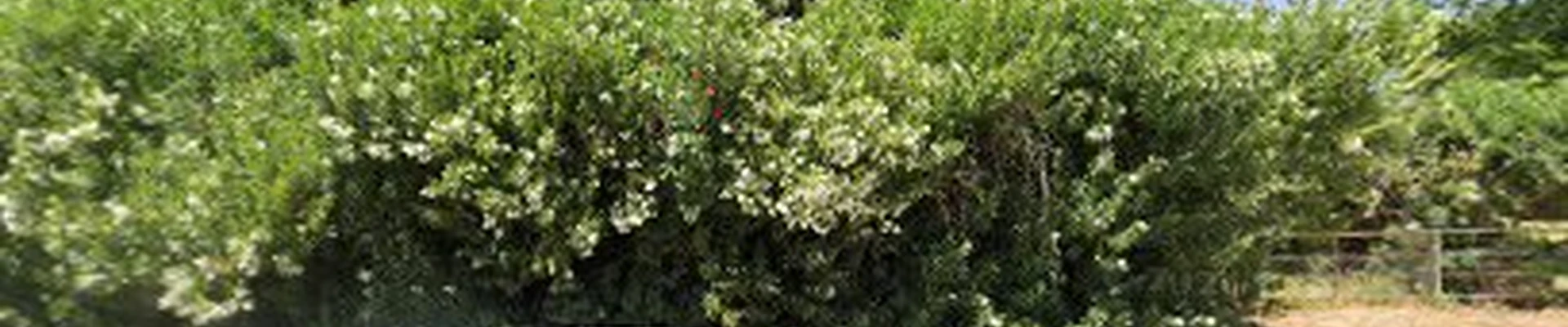Little three landscaping