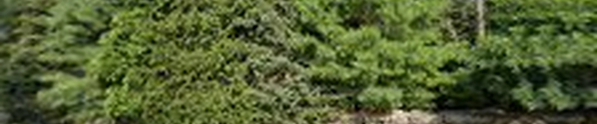 Navarra Landscaping