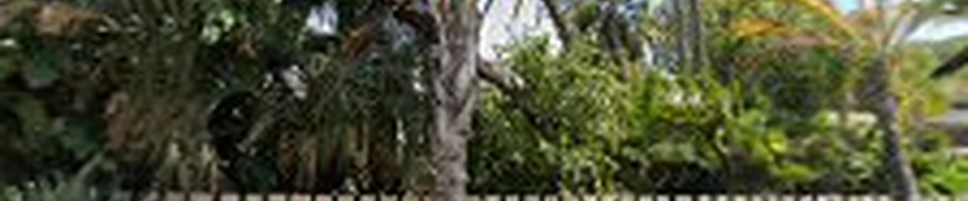 CM Precision Tree and Landscaping