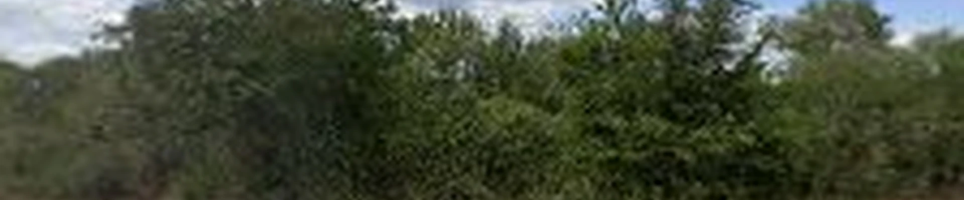 Bastrop Landscaping & More
