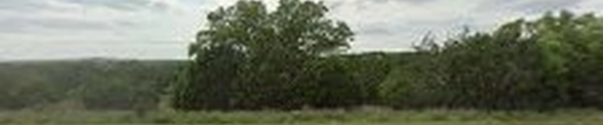 Lost Madrone Landscapes