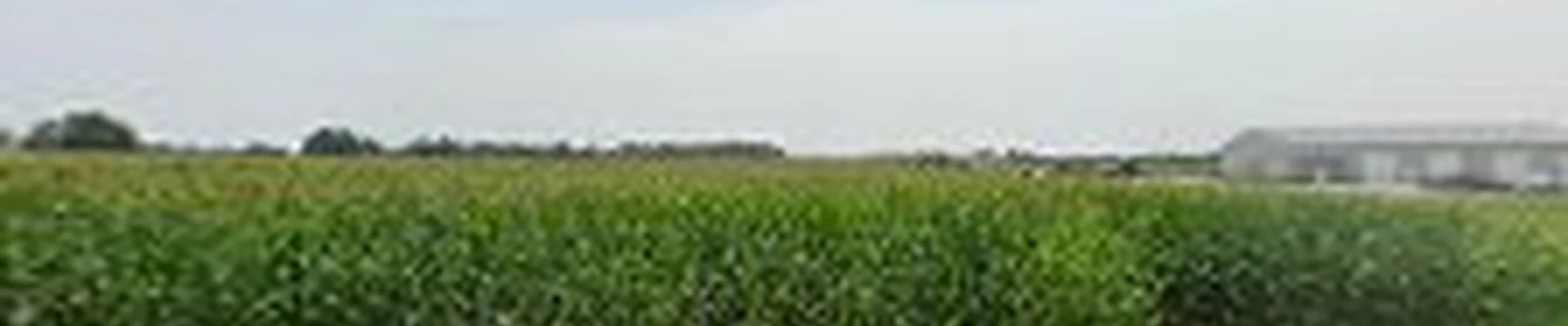 Fralich's Landscape