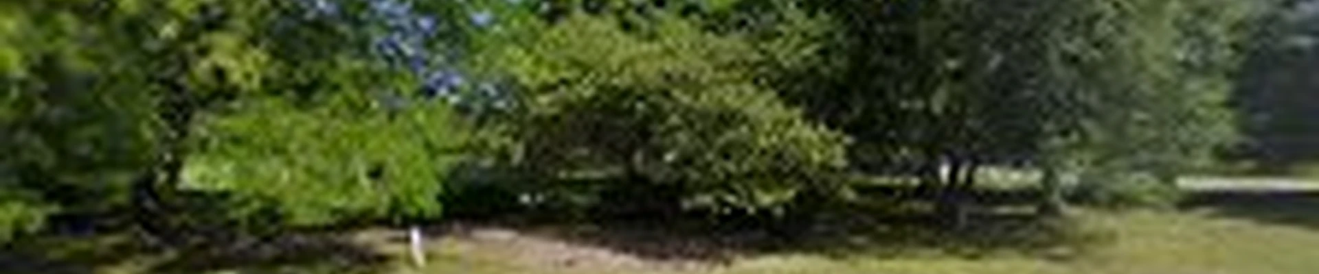 The Noll Landscape Group