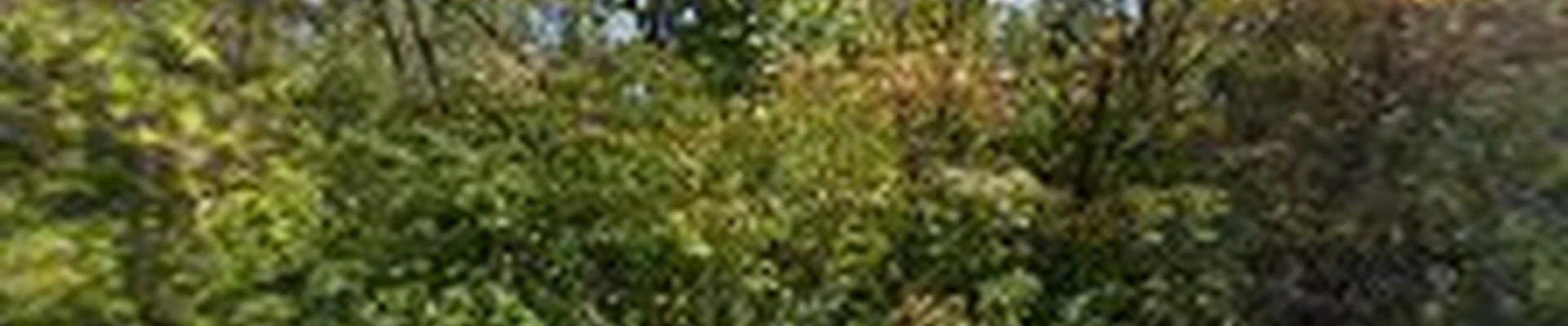 Dot's Plots & Lawns LLC