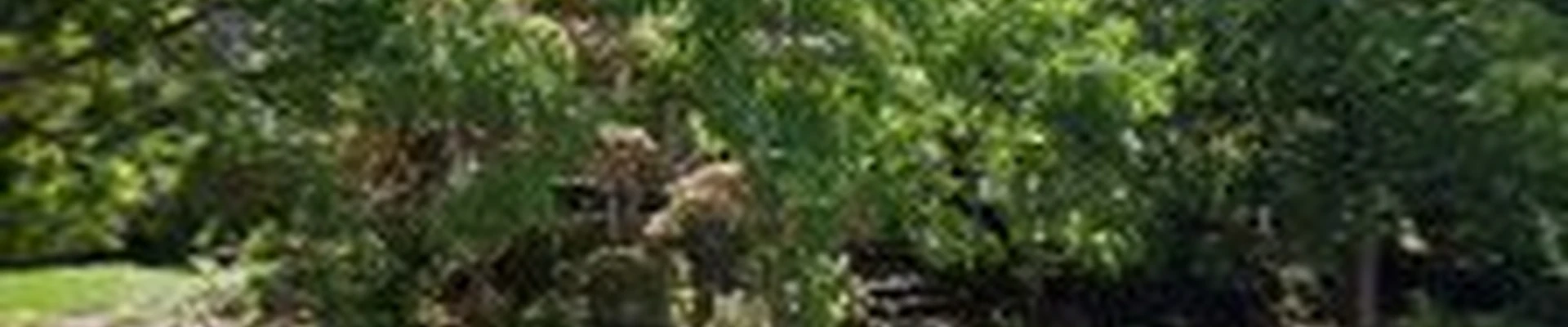 Details Landscape Art