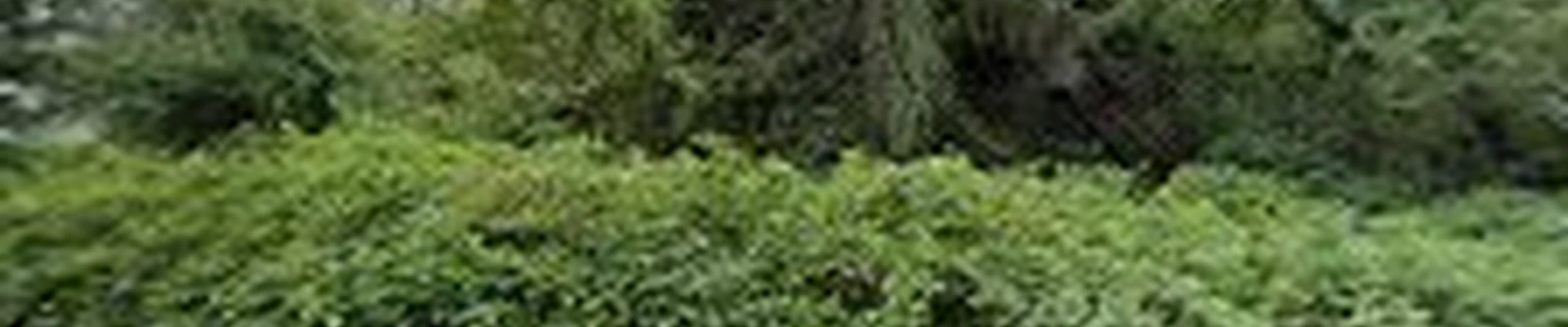 Jorge Landscaping & Tree Service LLC