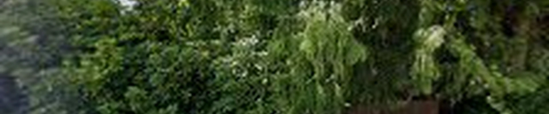 Phoenix Landscape Maintenance