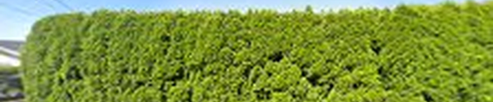 Pinewood Landscapes