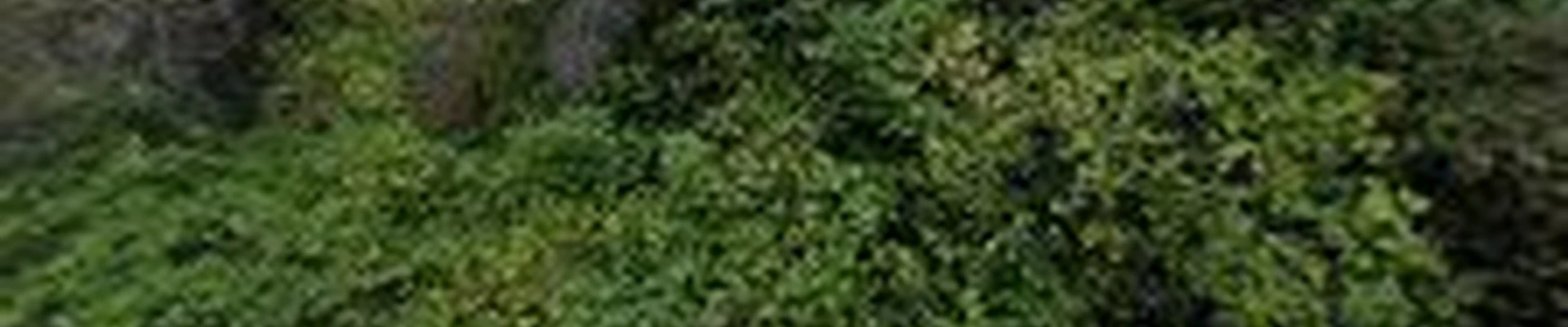 Augusta Lawn Care Services