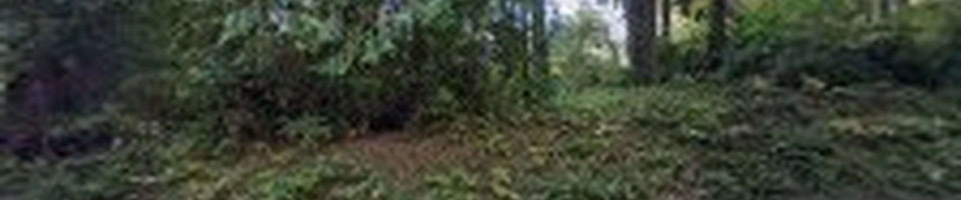 Dogwood Designs & Landscaping