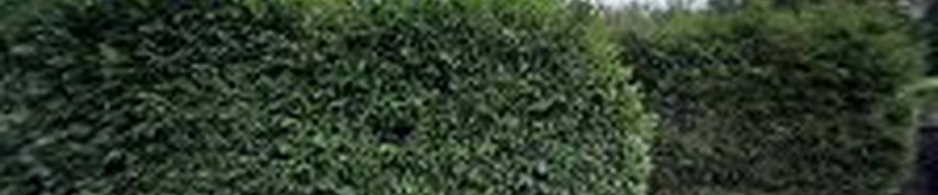 Juan G Landscaping & Tree Service