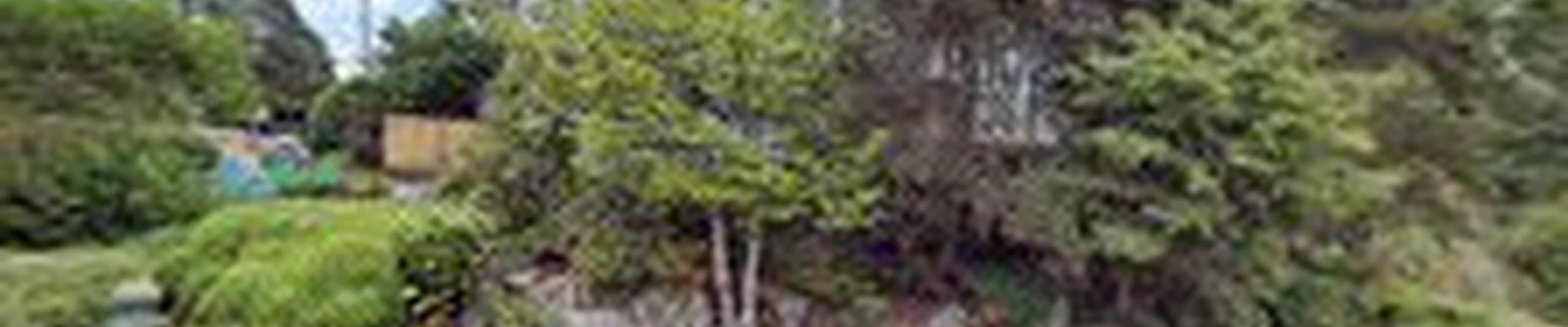 Seattle Bamboo