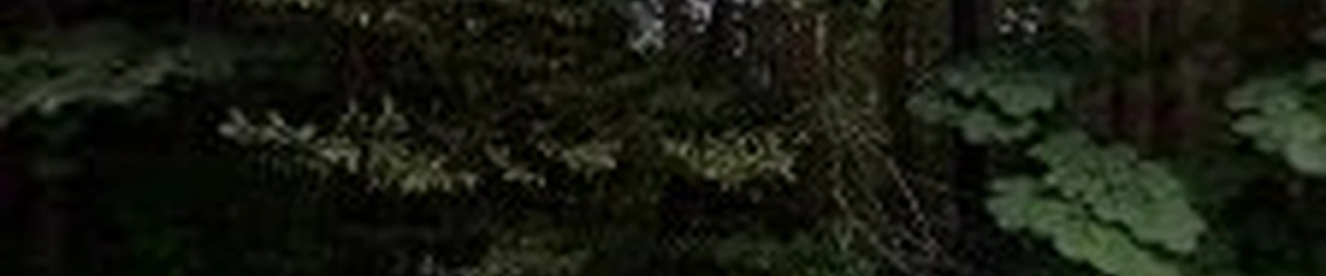 Pro Pruners Landscaping & Design LLC