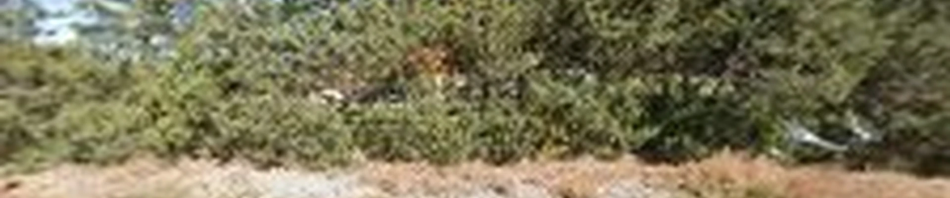 Griffith Gardens And Landscape Design