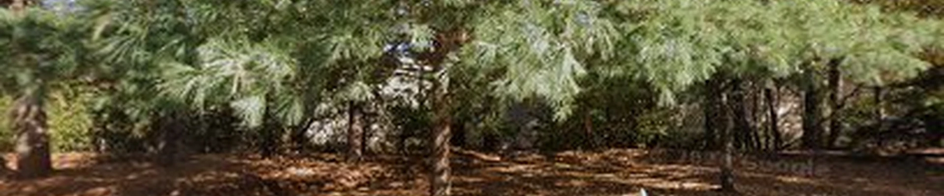 Cardinal Landscaping