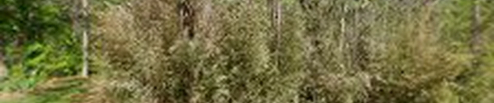 Eden Landscaping