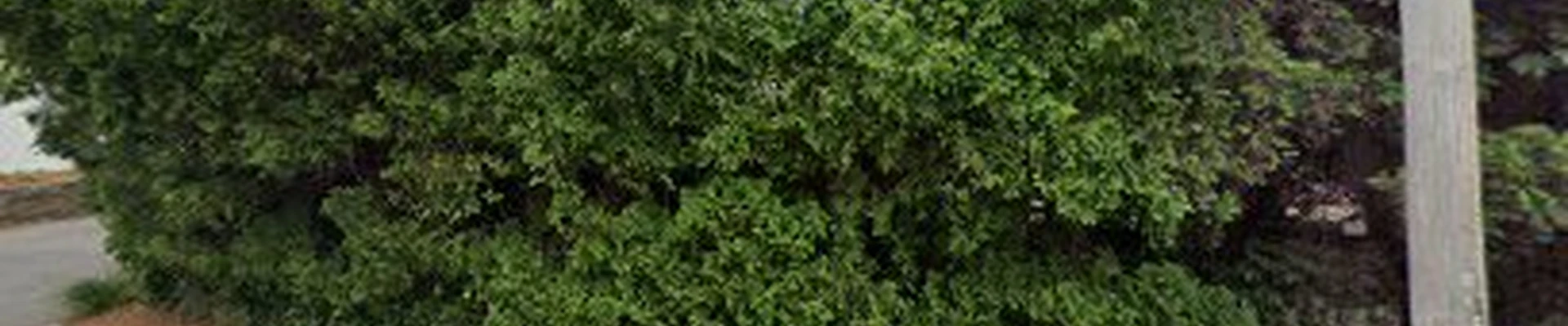 Ed's Landscaping & Tree