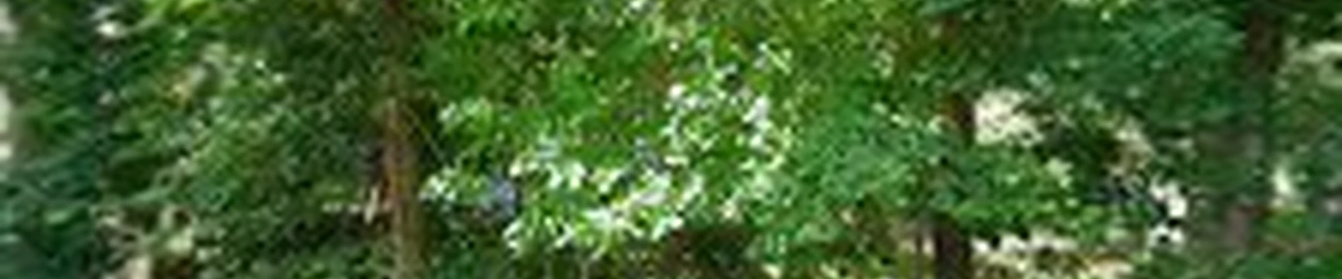 PJ Landscaping