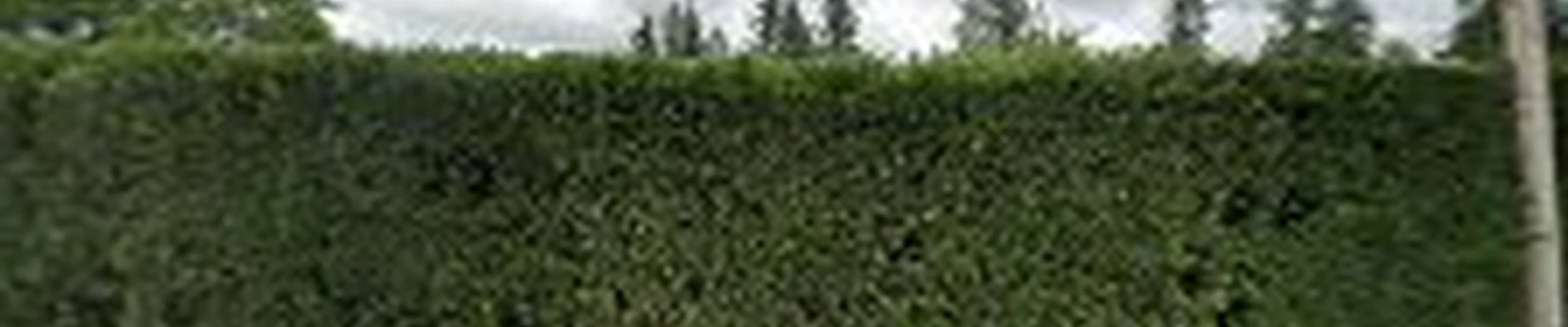 Hillside Landscape Maintenance