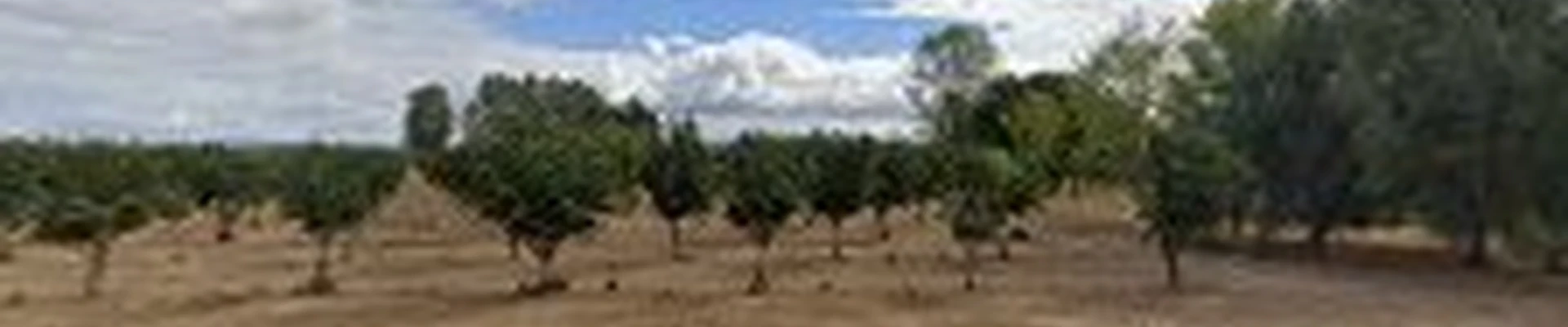 Rancho Verde Landscaping LLC