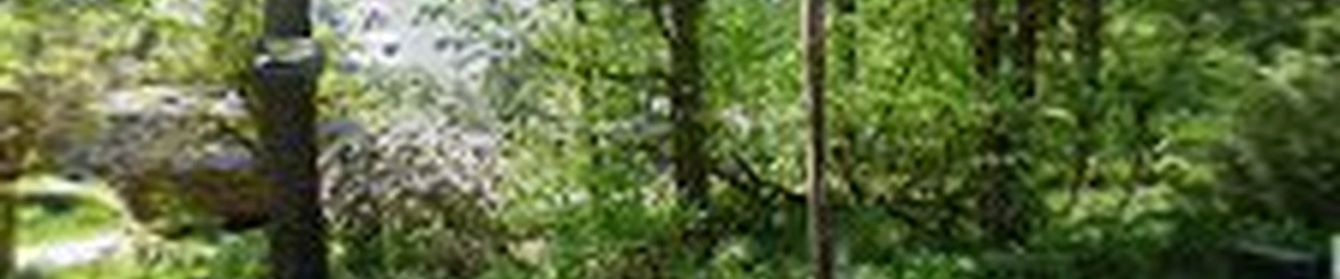 Discerning Beaver Urban Forestry
