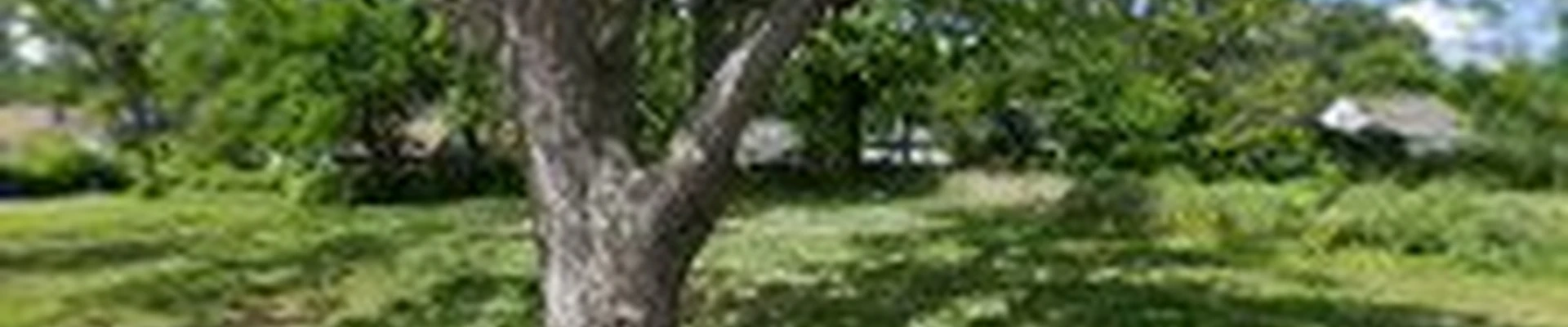 One Evergreen Landscaping