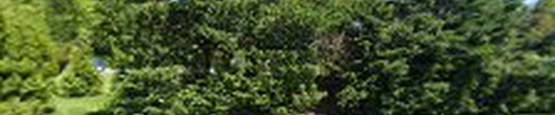 Bluestone Landscaping LLC