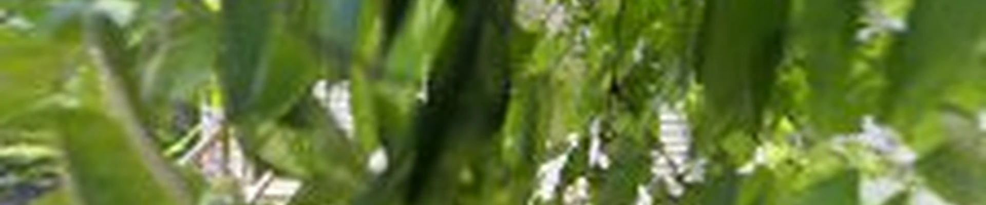 Cardona Landscaping