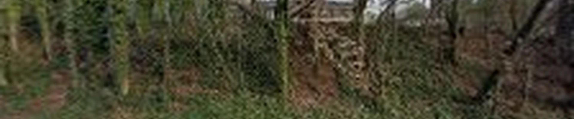 Moss Landscape Design Group