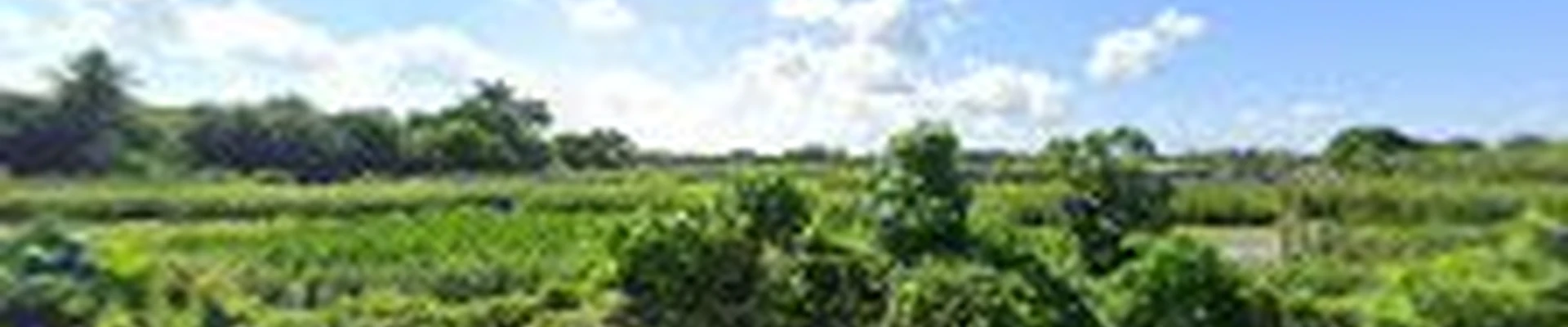 Beautiful Landscaping Miami FL