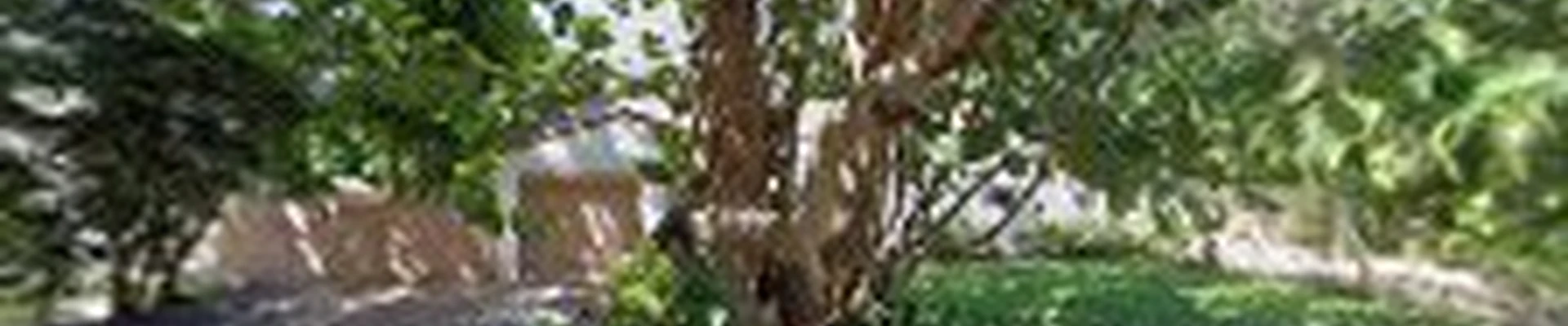 SoFlo Tree Care & Landscape