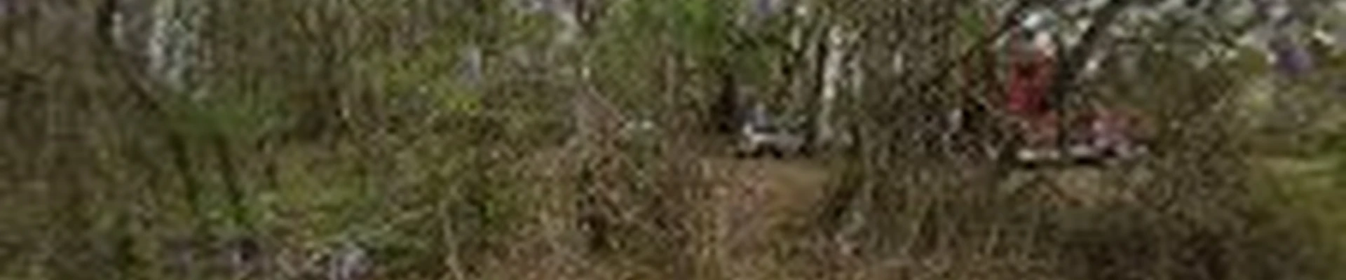 Riggs Landscapes LLC