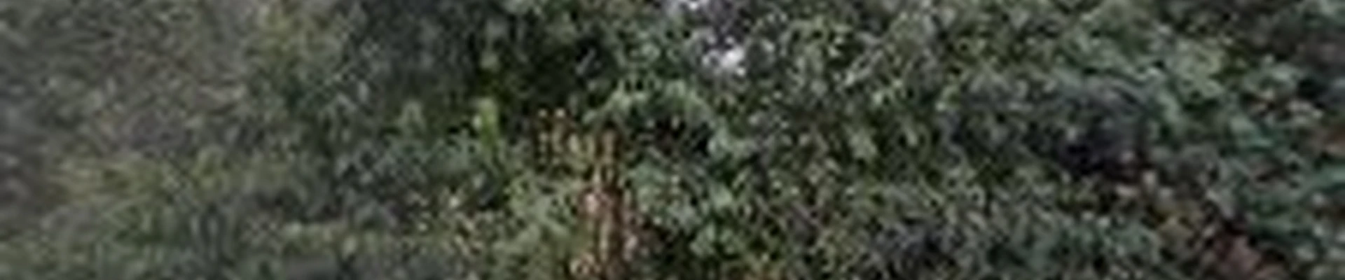 Big Little Gardens aka BLG Landscapes