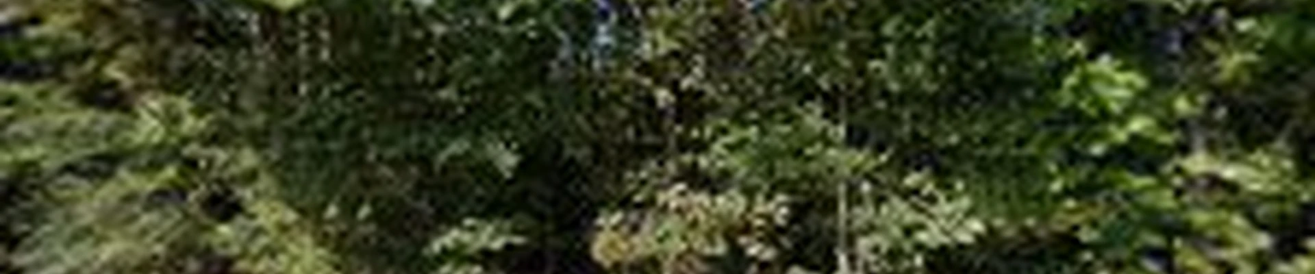 Amigo's Landscaping