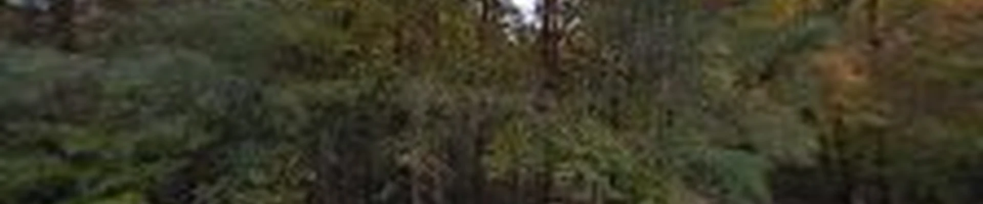 Carter's Landscaping, Bahama N.C. LLC