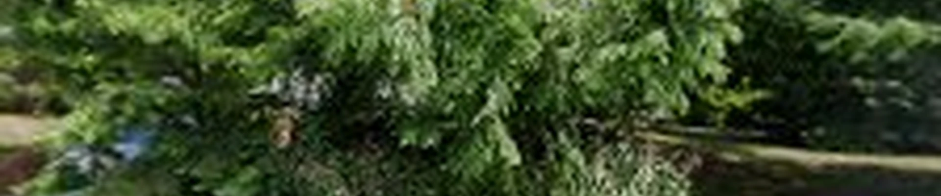Hilltop Landscaping
