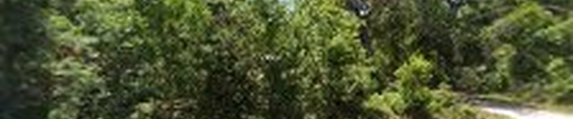 Tampa landscape solutions