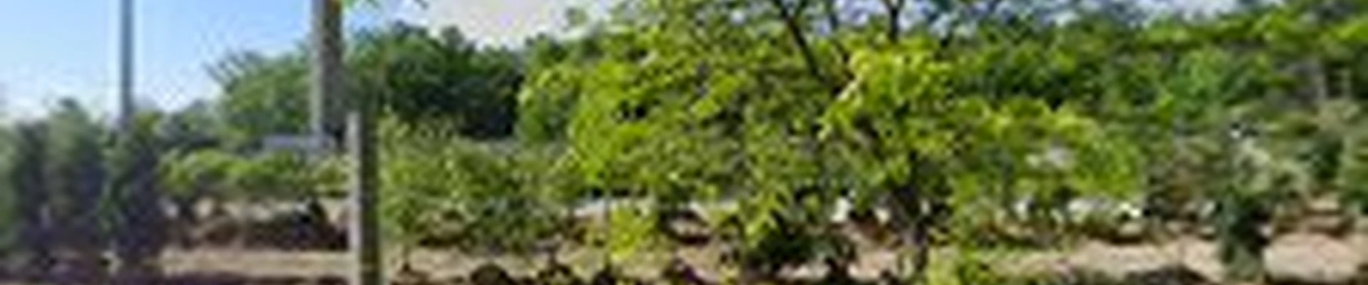 R G Thomas Landscape & Design Inc.