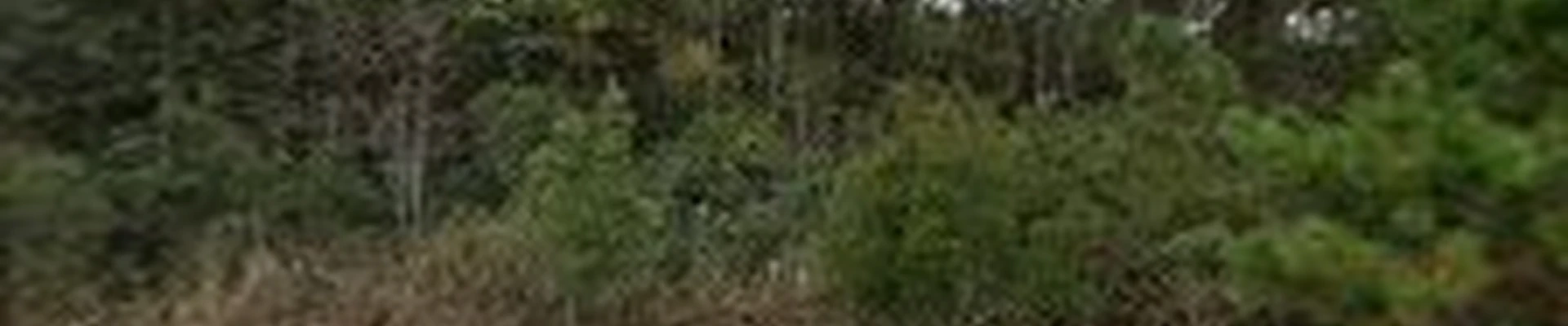 Smoketree Landscape Services Inc