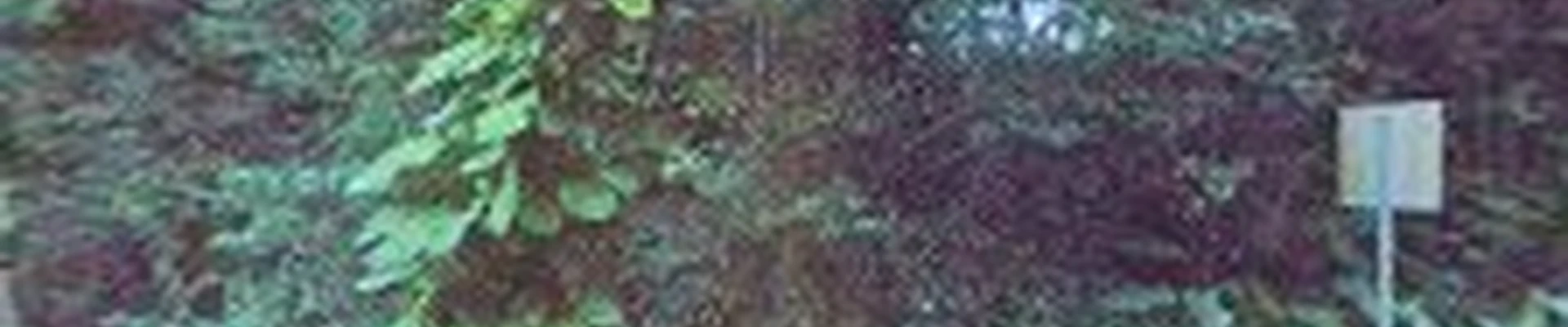 Kendall Landscape Services