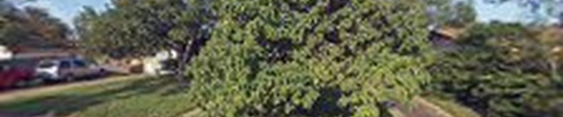 A Cut Above The Rest Tree & Landscaping, LLC