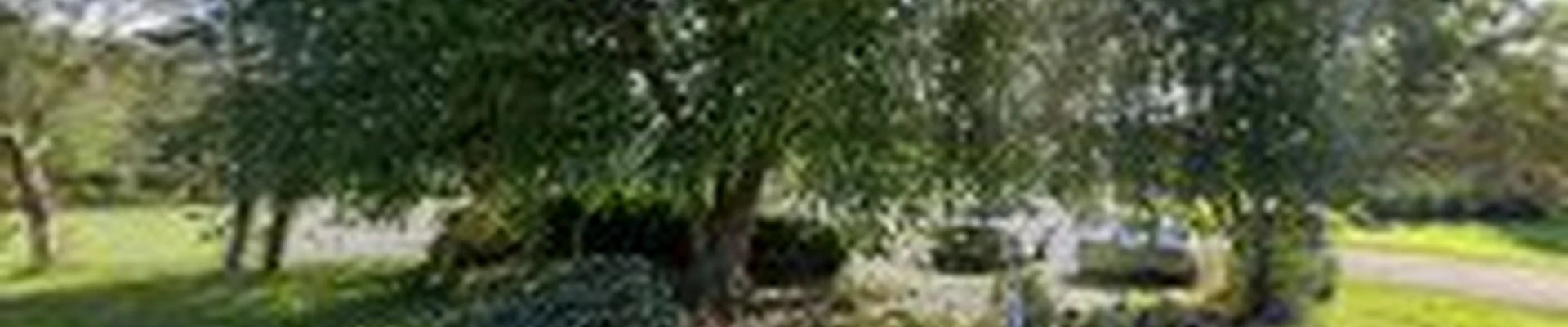 Cincinnati Evergreen Landscape Services, LLC
