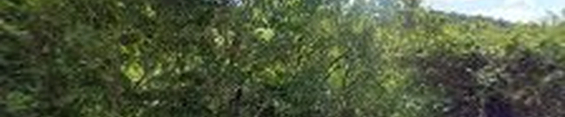Tepe Landscape & Design Group
