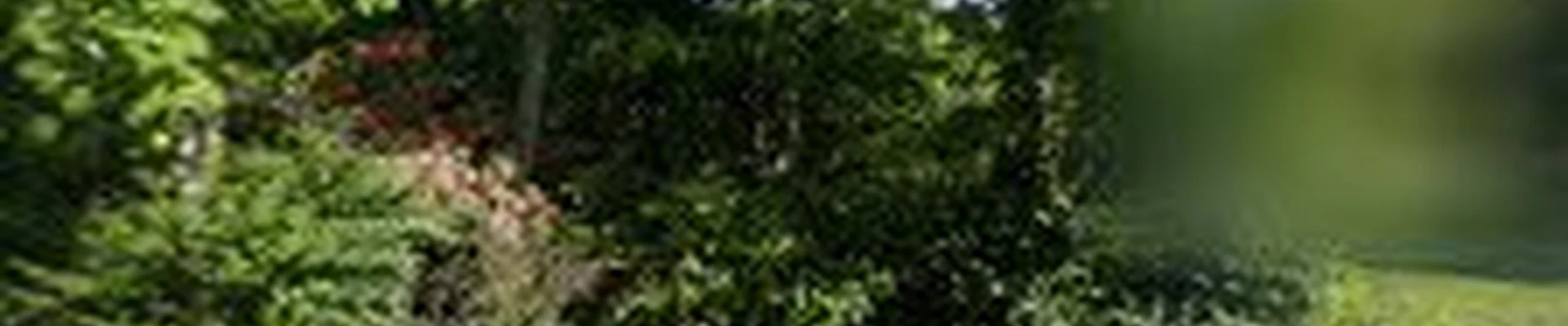 Anderson Irrigation and Outdoor Lighting