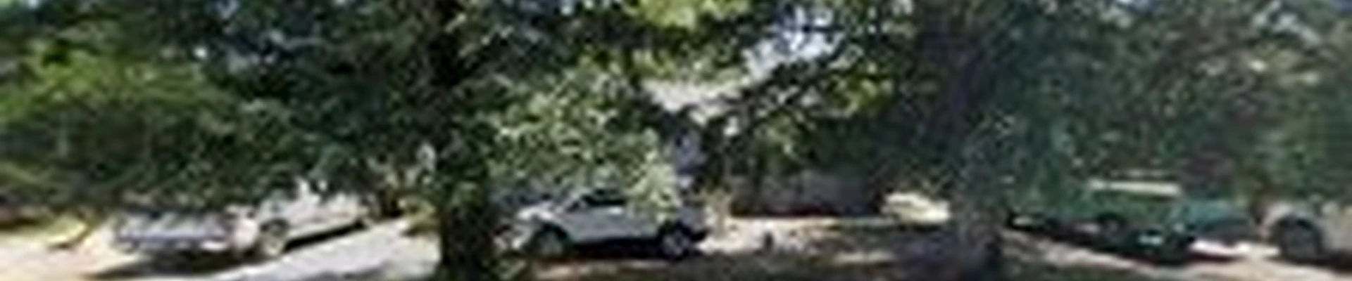 BridgeWood Tree Care