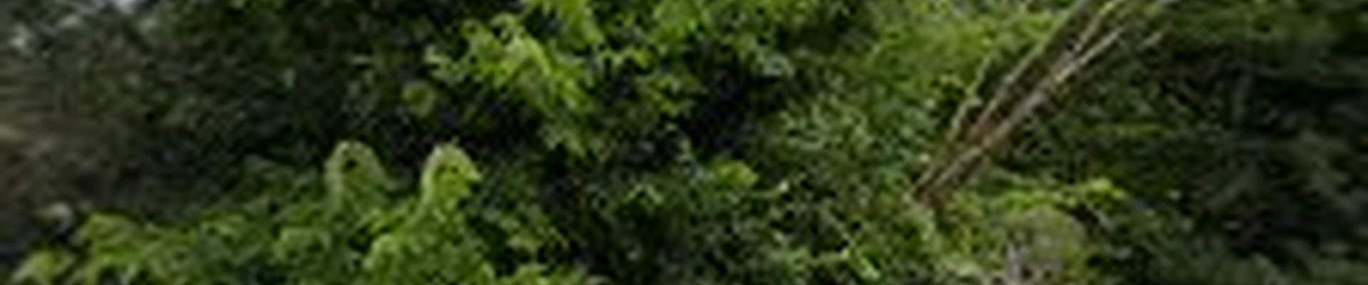 BDH Landscaping